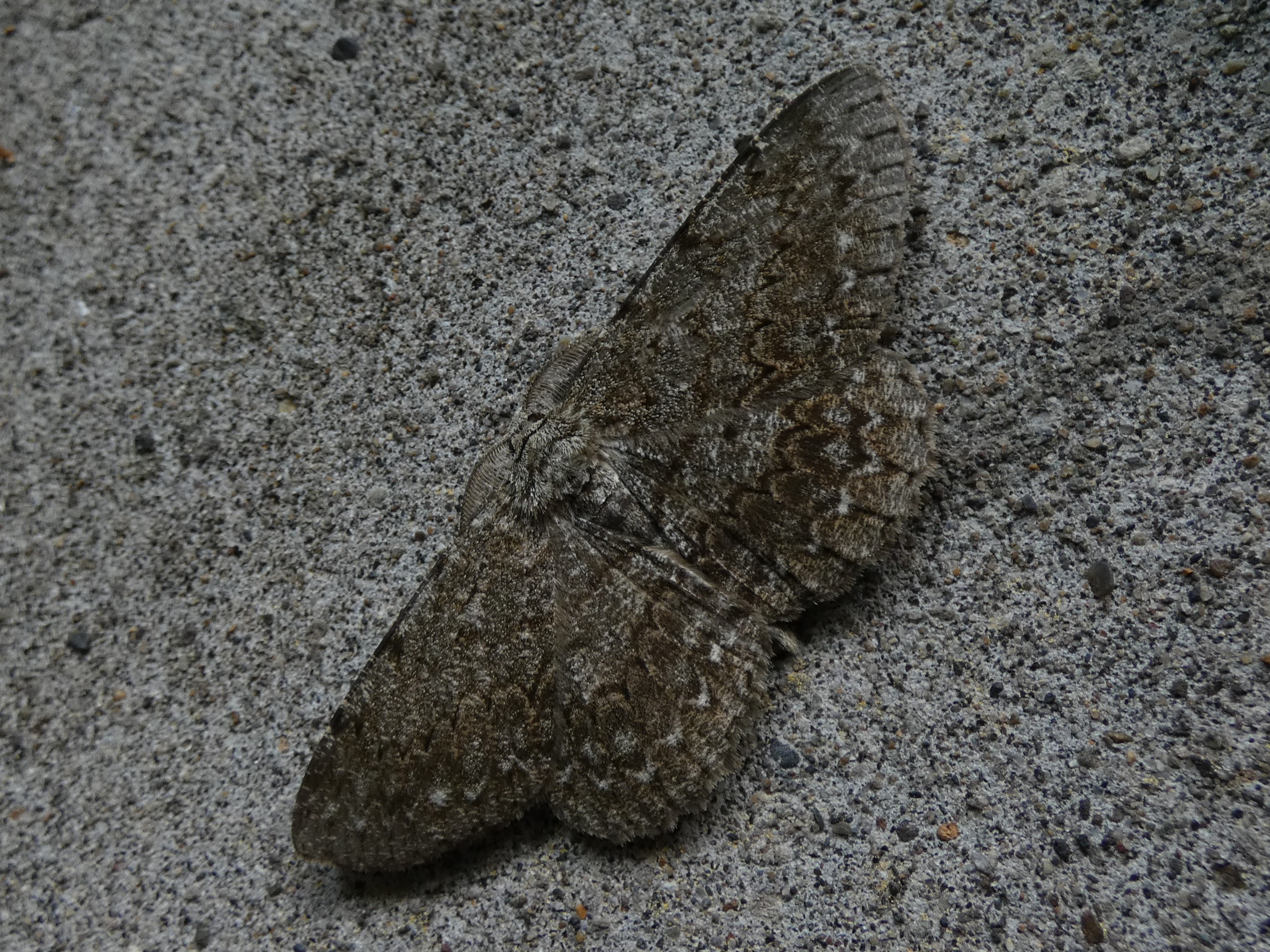photo_1